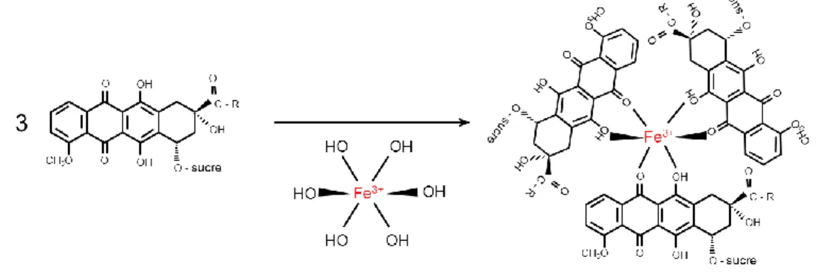 Figure 4. Formation des complexes Fer-anthracyclines. 