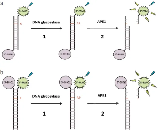 Fig. 1. Interaction of monofunctional DNA glycosylases with type I (a) and  type II (b) FRET-labeled substrates