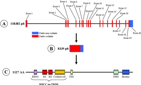 Figure  2 :  Représentation  schématique  du  gène  (A),  de  l’ARNm (B)  et  de  la  protéine  Tif1γ  humaine (C) (Référence : http://www.sudoc.fr/15264282X)                  