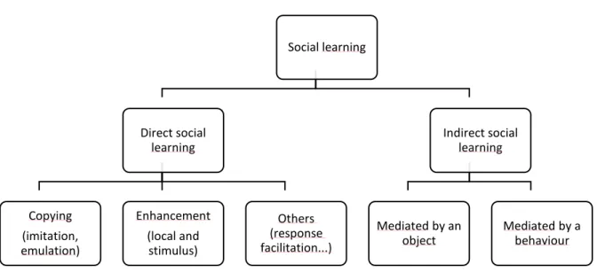 Figure 2: Classification of social learning mechanisms. Social learning (SL) can be  divided into direct (DSL) and indirect (ISL) forms based on the co-presence, or not, of the two  individuals