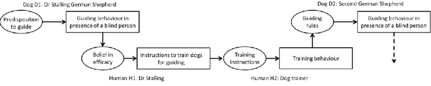 Figure 3: Decomposition of the initial spread of guiding behaviour in dogs through  indirect social transmission, as described in the text
