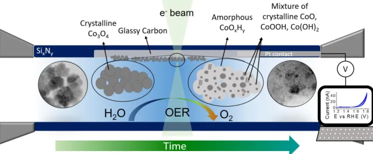 Figure  8.  Scheme  of  the  evolution  of  Co 3 O 4   nanoparticles  during  oxygen  evolution,  as  revealed by in situ electrochemical STEM