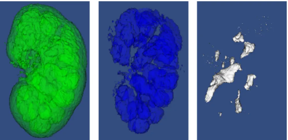 Figure 4: Surface extraction result of the material probability volumes, from left to right: