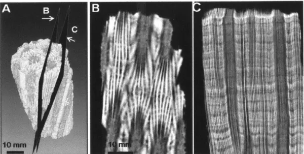Figure  7. Quantification of annual coral  growth by 3D  CT  scanning.  (A)  3D  CT  scan reconstruction of the skeleton