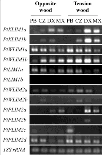 Figure 2 Expression of PtLIM genes using semi quantitative RT- RT-PCR analysis in opposite and tension wood