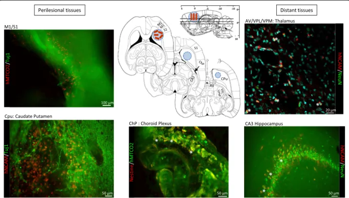Fig. 7 Localization of migrant hNSCs grafted in the brain on implants, detected by immunofluorescence staining