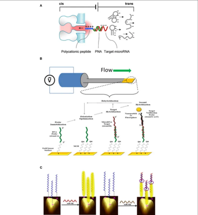 FIGURE 3 | Example of miRNA detection using various micro- and nanofabricated biosensors