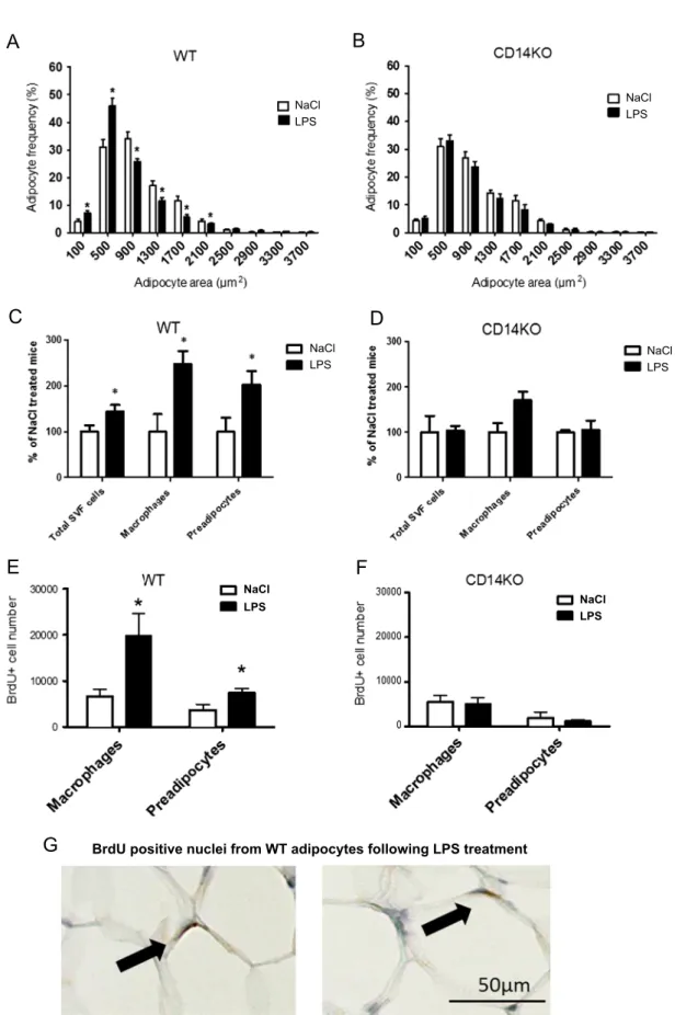 Figure 1: Metabolic endotoxemia increases subcutaneous adipose tissue precursor proliferation rate