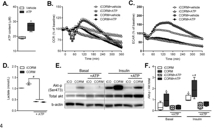 Figure  5.  ATP  counteracts  CO  induced-metabolic  switch  in  adipocytes  and 775 