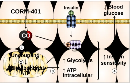 Figure  6.  Proposed  mechanism  for  the  beneficial  effects  of  CO  on  glucose 789 