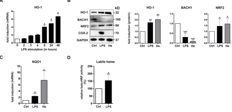 Fig. 1. Regulation of HO-1, BACH1, NRF2, and labile heme levels in mBMDMs stimulated with LPS