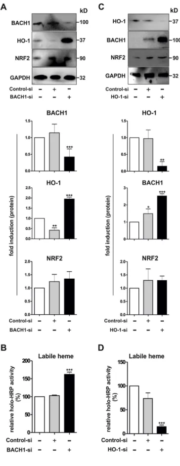 Fig. 5. E ﬀ ects of siRNA-mediated knockdown of BACH1 and HO-1 in hMDMs. Knockdown of (A–B) BACH1 and (C–D) HO-1 was performed with a siRNA-mediated approach in hMDMs as described in Materials and Methods