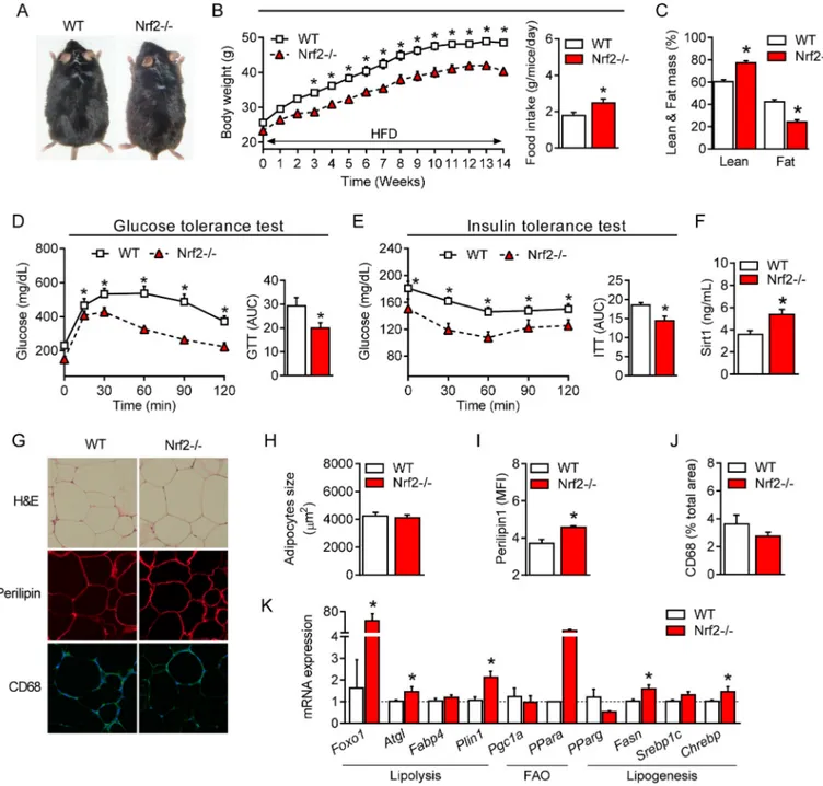 Fig. 4. Improved glucose metabolism, insulin sensitivity and lipid profile in obese Nrf2-deficient mice