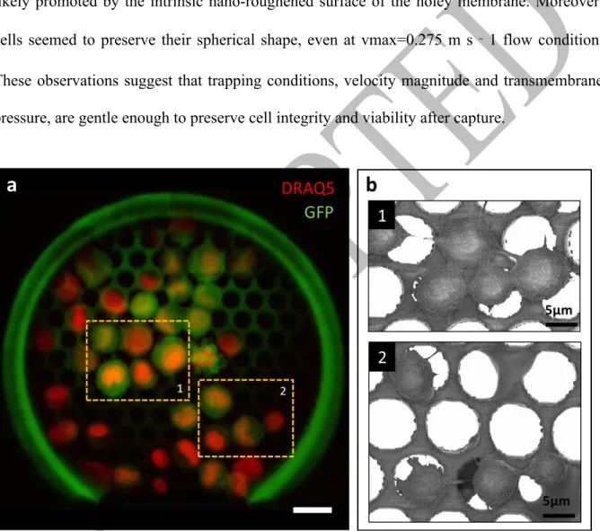 Fig. 3 Cell morphology of captured cells from a suspension of 5000 cells mL -1  in cell culture  medium