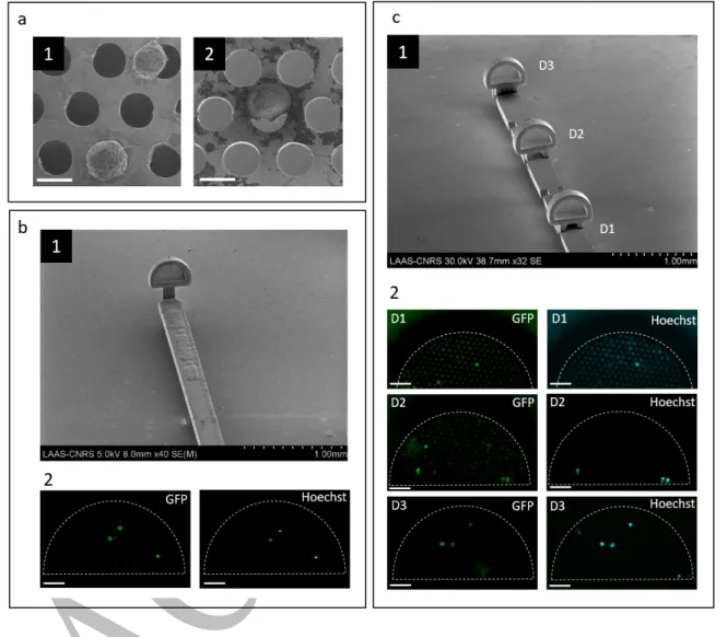 Fig.  7  Capture  of  cancer  cells  in  vitro  using  metal-based  microdevices  integrated  to  the  intravascular prototype