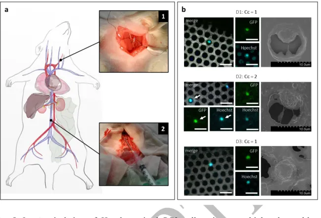 Fig.  8  In  vivo  isolation  of  Hoechst-stained  PC3  cells  using  a  multiplexed  metal-based  intravascular prototype in an animal model