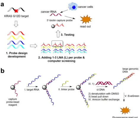 Fig. 6 Bead-bait hybridization assay for detection of KRAS G12D mutation. a An approach to developing genotyping probes for KRAS G12D, b Main steps of the assay including (I) formation of bead-capturing probe followed by catching or “ puri ﬁ cation ” of th