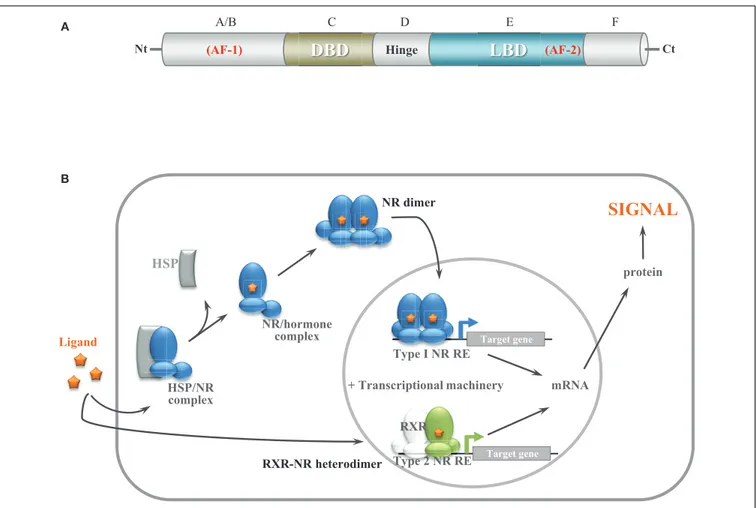 FIGURE 1 | General nuclear receptor structure and function. (A) Structural organization of NRs
