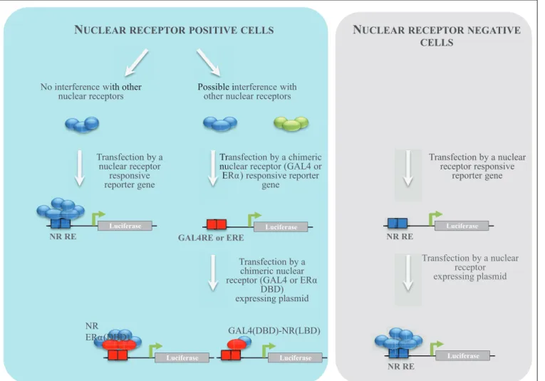 FIGURE 2 | NR reporter cell establishment strategy. Different strategies to establish reporter cell lines have been used