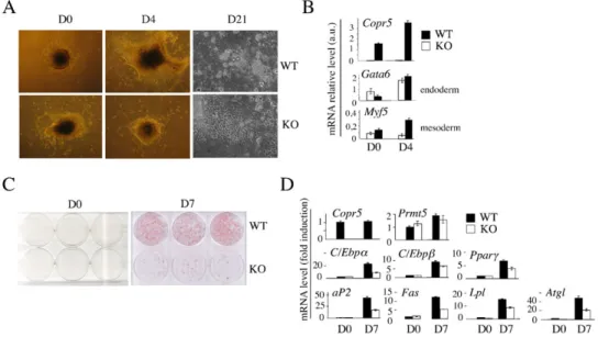 Fig. 1. Adipogenic conversion is delayed in Copr5 KO cells. (A) Phase contrast micrographs of EB generated from WT and KO ES cells at D0 (third day of treatment with 10 26 M retinoic acid) and at D4 and D21 after induction of EB adipogenic differentiation 