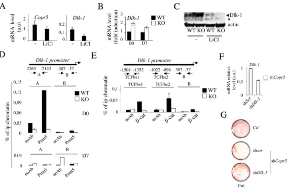 Fig. 2. Dlk-1 upregulation in Copr5 KO Mefs is related to impaired recruitment of Prmt5 to the Dlk-1 promoter