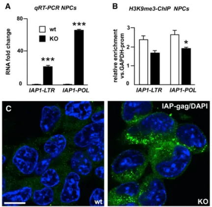 Figure 3. Analysis of IAP1 Expression