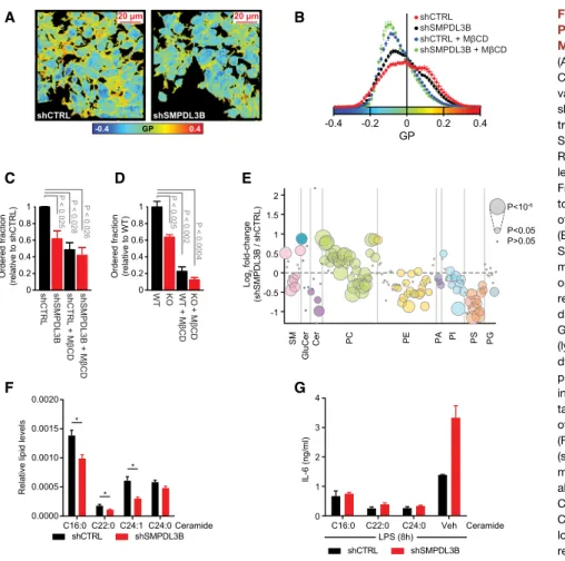 Figure 4. SMPDL3B Alters the Biophysical Properties and Composition of Cellular Membranes