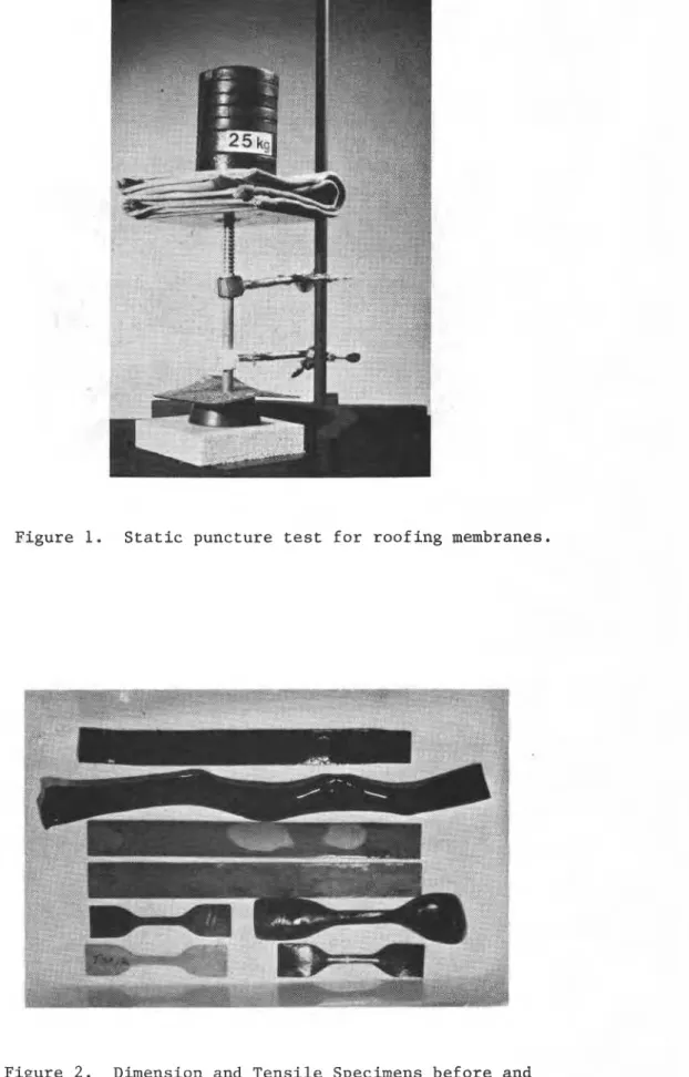 Figure  2.  Dimension and Tensile Specimens before and  after water  immersion.  The material  exhibiting  marked  expansion is a cold-applied  liquid; the  other  is a vinyl