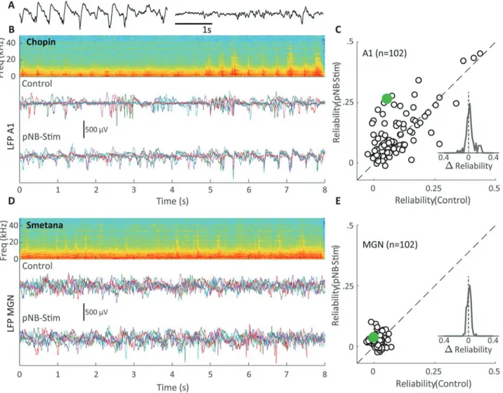 Figure 2.(A) LFP recordings from A1 before (left) and after electrical pNB stimulation (right) showing stimulus induced cortical desynchronization, these records include no auditory stimulation