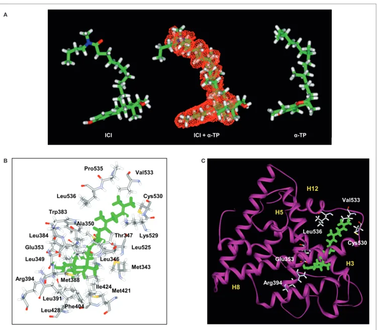 FigUre 2 | structural analyses of α-TP alone and δ-TP docked with erα . (a) Three-dimensional structures of the conformations of ICI 164,384 (ICI) (left),  taken in the crystallographic structure of rat ER β -ICI 164,384, and the calculated minimal energy 