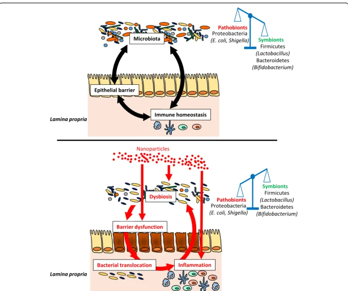 Fig. 2 Potential impact of NP ingestion on the crosstalk between the microbiota and the immune system