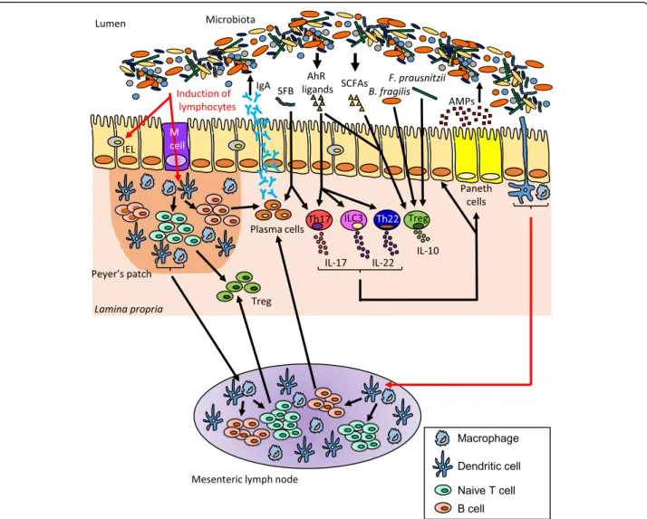 Fig. 1 The gut microbiota modulates the intestinal immune response. The gut microbiota influences the development of T cell subsets, intraepithelial lymphocytes (IELs) and are critical for the induction of plasma cells which produce immunoglobulin A (IgA)