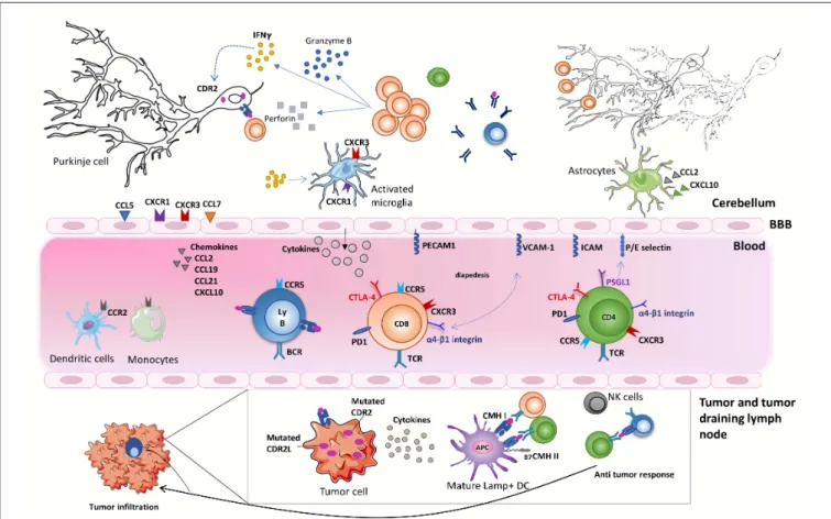 FIGURE 1 | Onconeural antigens such as CDR2 and CDR2L, mutated or not, can be the target of an anti-tumor immune response