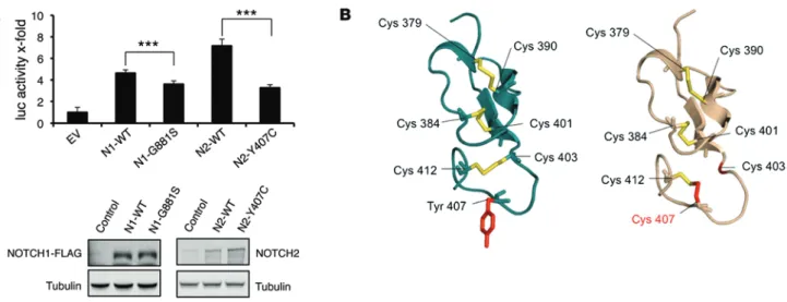 Figure 1. NOTCH1 and NOTCH2 missense mutations found in human bladder carcinomas lead to decreased NOTCH activity
