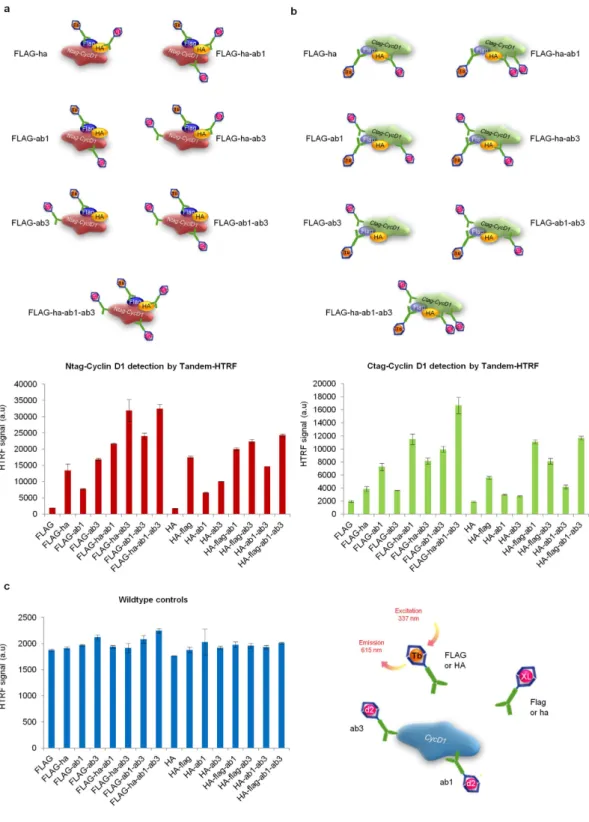 Figure 3.  Boosted Tandem-HTRF thanks to the use of several “acceptor” antibodies. (a) Tandem- Tandem-HTRF applied to the detection of Ntag-CycD1 from RAS-G12V/DNP53 transformed MEFs, using several  combinations of “acceptor” antibodies together with FLAG 