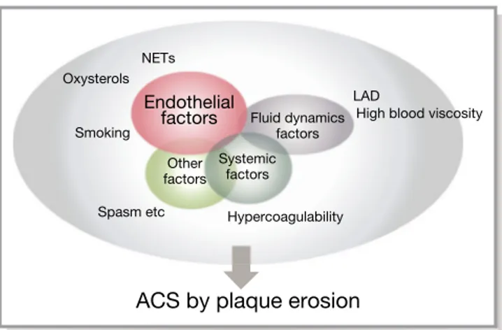 Figure 4. Pathogenesis of plaque erosion. Plaque erosion might be the result of a combination of several “non-traditional” factors;
