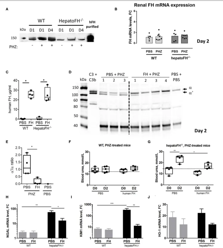 FIGURE 5 | Purified FH controls kidney injury in hemolytic conditions. (A) Measurement of plasma FH by WB after PBS or PHZ injection (Day 1 or 4 post-injection) in WT and hepatoFH −/− mice