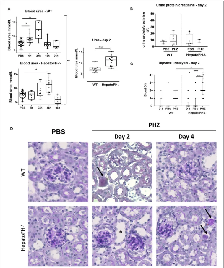 FIGURE 1 | Hemolysis induces clinicopathologic changes in HepatoFH −/− kidneys (A–C). Evaluation of renal function by measurement of plasmatic urea level (A), urine protein-creatinine ratio (B) and presence of blood in urine by urinary dipstick (C) in WT a