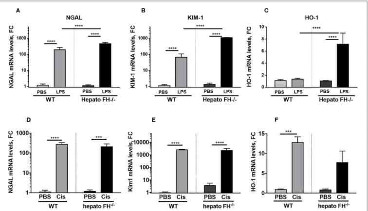 FIGURE 3 | LPS-induced but not Cisplatin-induced tubular injury is exacerbated by FH deficiency