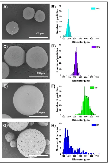 Figure 2: A), C), E): SEM pictures of beads obtained by microfluidic with an average diameter of A) 192 ± 25 µm (sample MF1), C) 338 ± 32 µm (s ample MF2), E) 505 