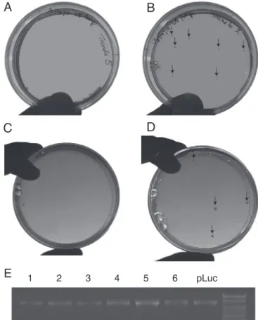 Fig. 5. Plasmid rescue assay. Mice Achilles tendons were treated as described in Fig. 4.