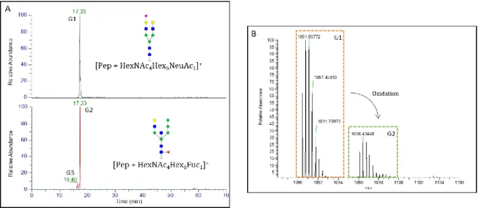 Figure 2. (A) Extracted Ions Chromatograms of two glycopeptides identified on αN52 by ByonicTM  software obtained by the nanoLC-MS/MS analysis of the T-IMER digest of r-hCG