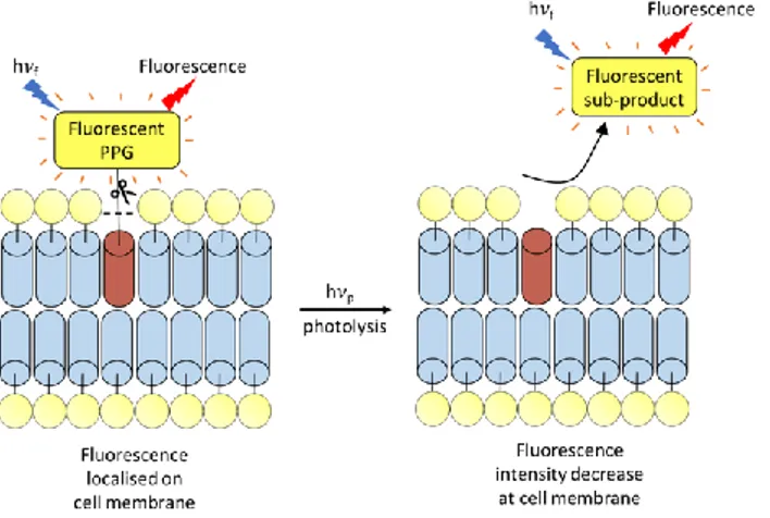 Figure 3: Principle of uncaging report using tethered fluorescent PPGs, h p  = Light  excitation leading to photolysis, h f  = light excitation leading to fluorescence