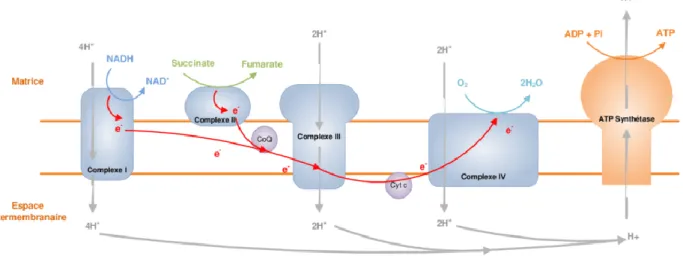 Figure 4 Respiration cellulaire au sein de la mitochondrie