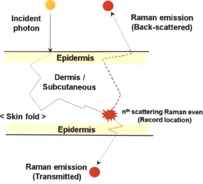 Figure  4-3:  Photon  migration  in  skin  tissue  during  a  Raman  scattering  event.