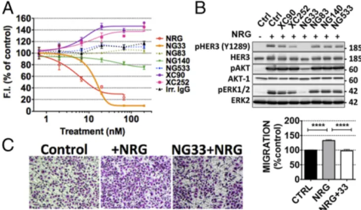 Fig. 3. The anti-HER3 mAb NG33 decreases NRG-induced phosphorylation of HER3, AKT, and ERK, as well as NRG-induced cell migration