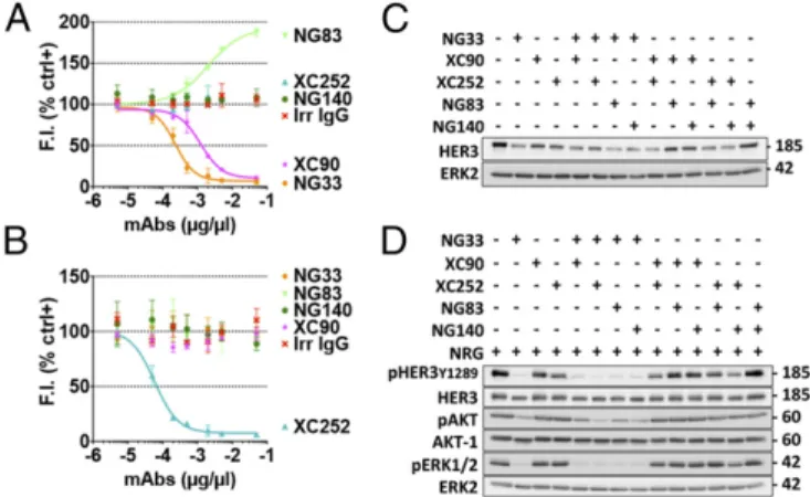 Fig. 6. Both in vitro and in animals, combinations of noncompetitive mAbs to HER3 only weakly enhance the inhibitory effects of the respective single Abs