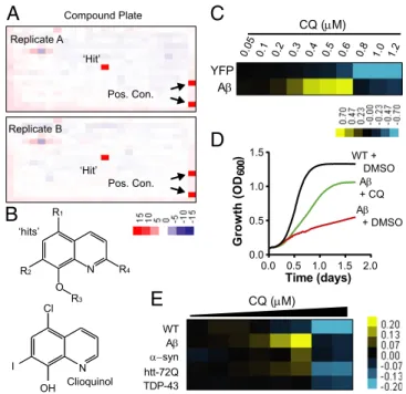 Fig. 1. Small-molecule screen identifies 8-OHQ that protect against A β toxicity. (A) Representative duplicate 384-well screening plates containing a single “ hit ” and positive controls