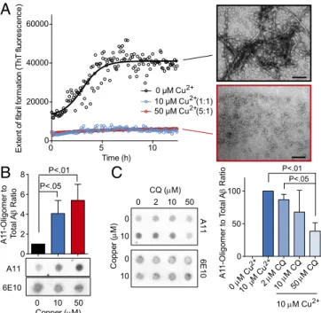 Fig. 5. Effects of copper and CQ on A β oligomers. (A) ThT fluorescence of A β assembly reactions in the presence of copper (micromolar) at indicate molar ratios compared with A β 
