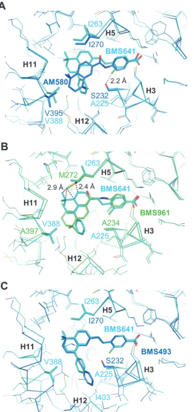 Fig 5. Structural features contributing to the RAR β -selectivity of BMS641. Structure superposition of BMS641-bound RAR β (cyan) with (A) Am580-bound RAR α (blue), (B) BMS961-bound RAR γ (green), or (C) BMS493-bound RAR α (blue).